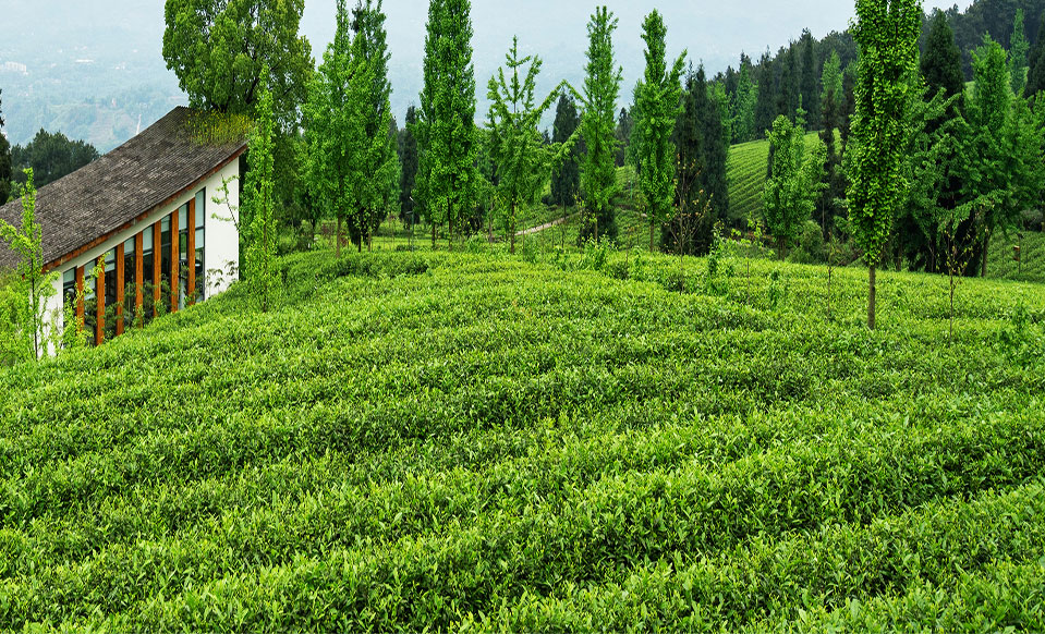 Thông điệp thương hiệu